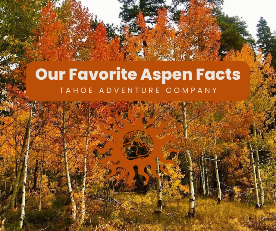 Our Favorite Facts about Aspens