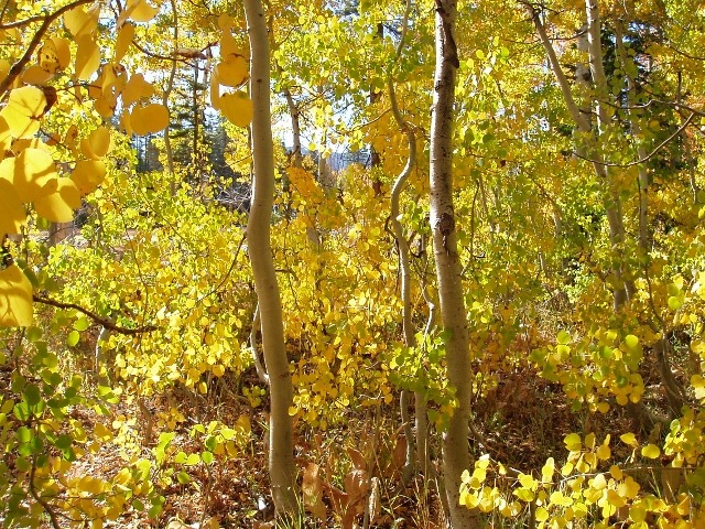 Lake Tahoe Fall Foliage 