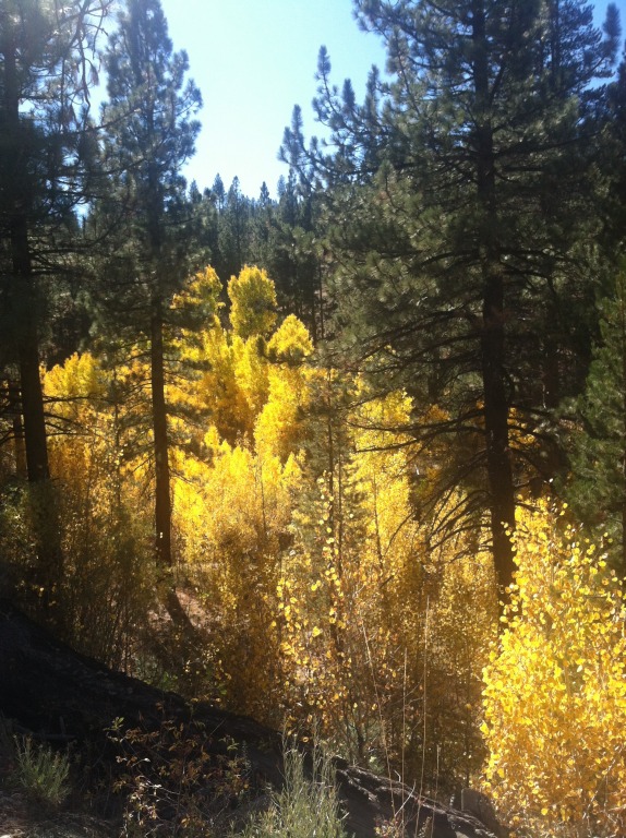 Explore the Fall Foliage Around Lake Tahoe 