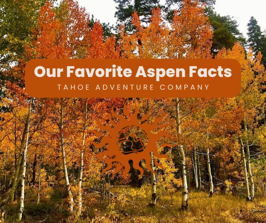 Our Favorite Facts about Aspens 